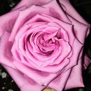 Meet your Posher, Terrie